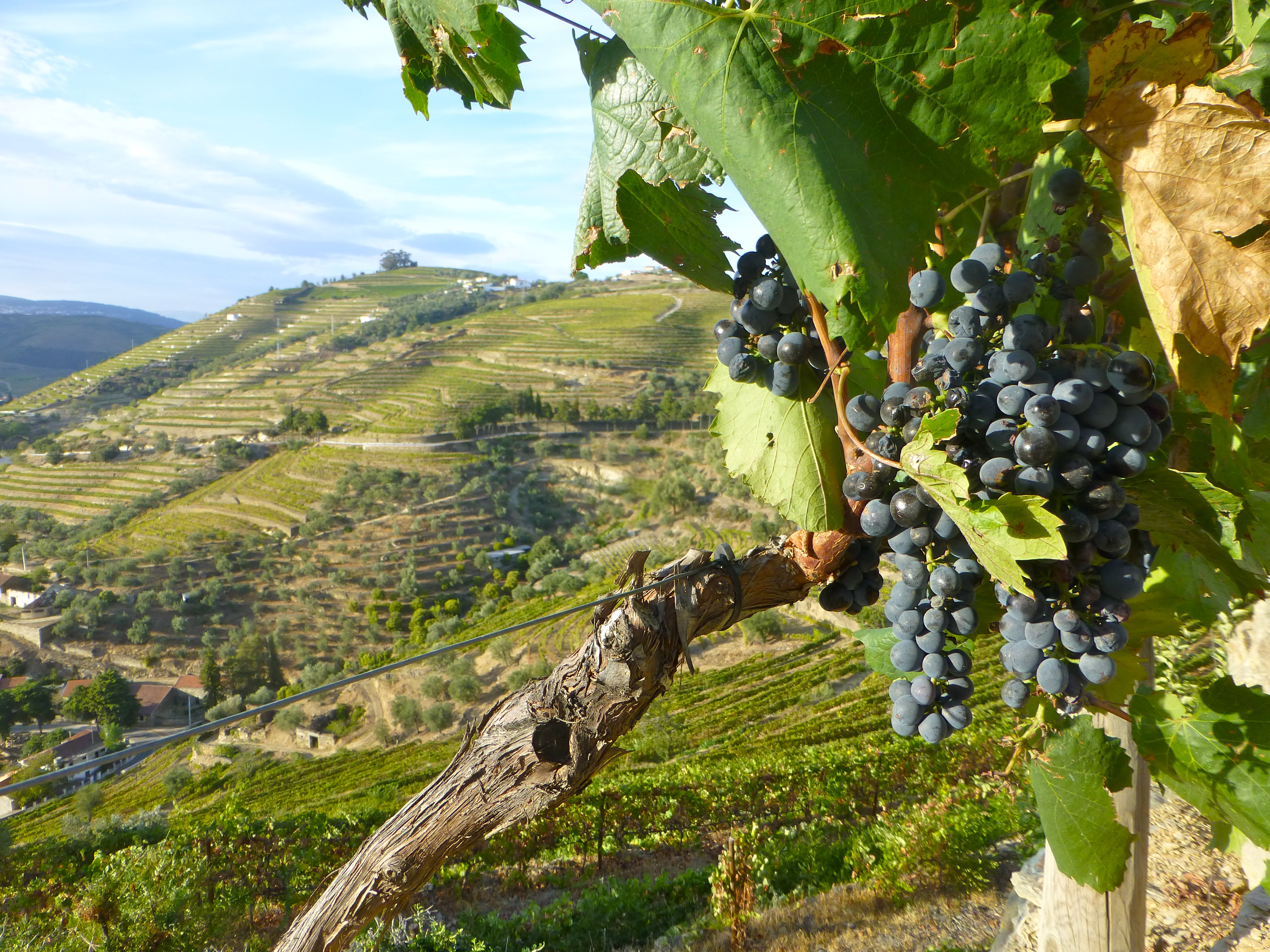Wines of Portugal by VI
